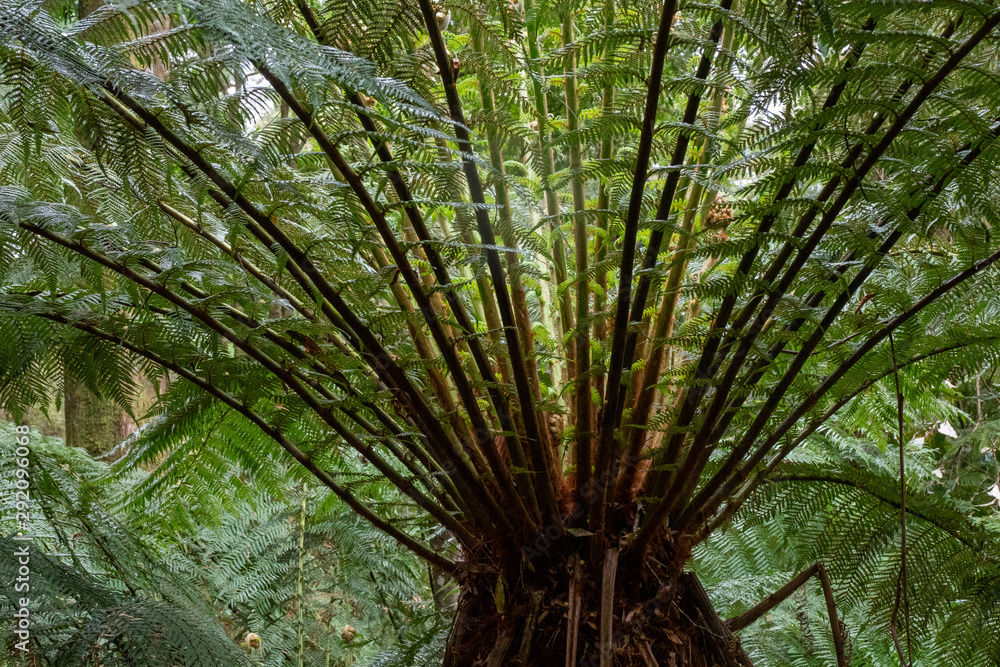 Tree Fern Canopy - Victorian Rainforest Tree Fern Canopy - Victorian Rainforest