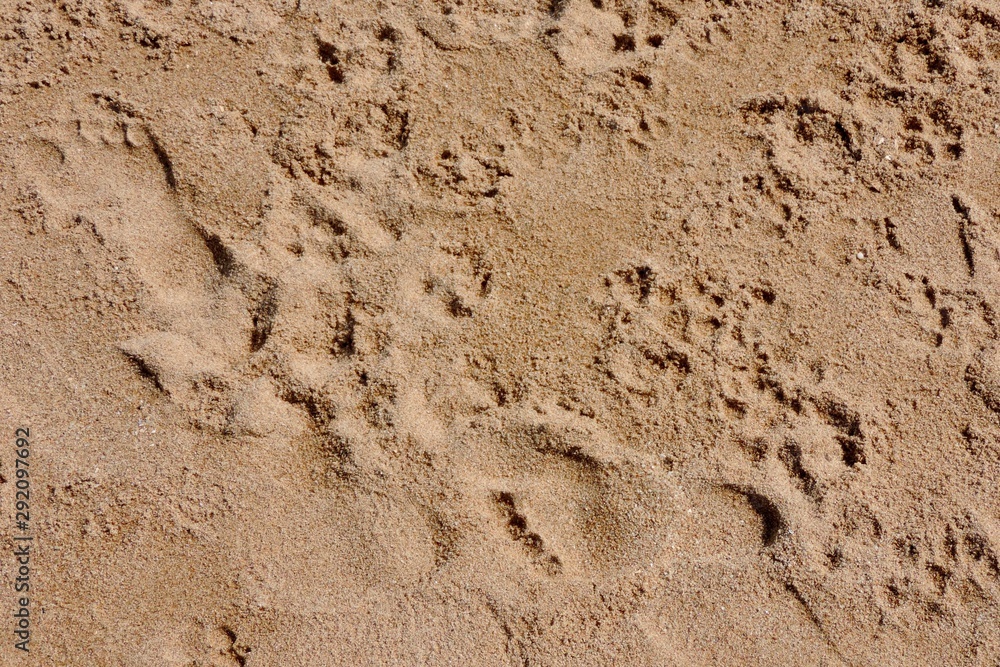 footprints in the sand footprints in the sand