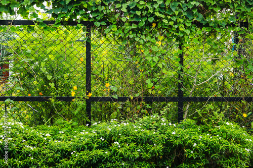 Green fence of leaves for background