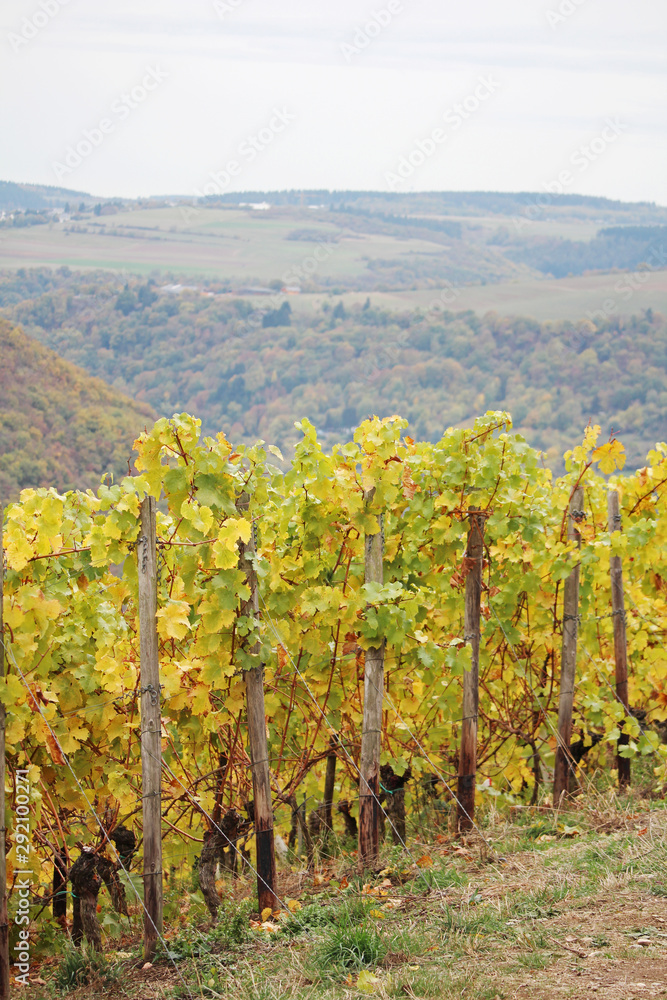 Wine yard in the Rhine river in autumn season