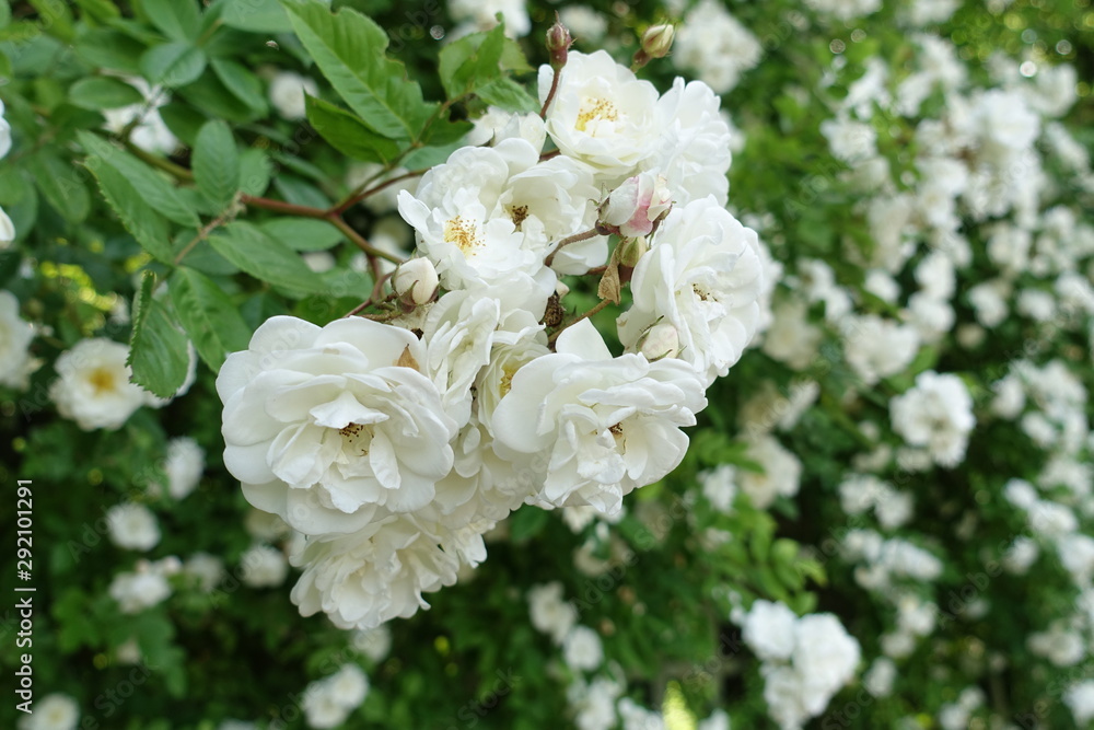 best floribunda roses best floribunda roses