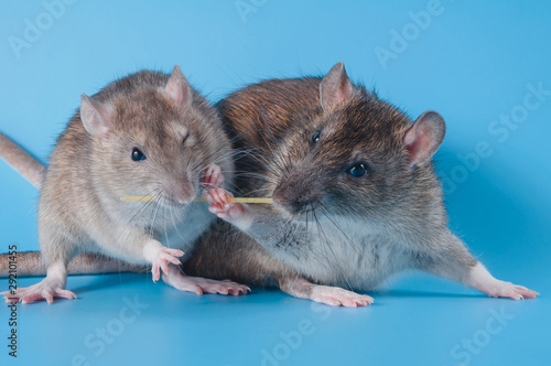 Rat celebrates birthday on a blue background