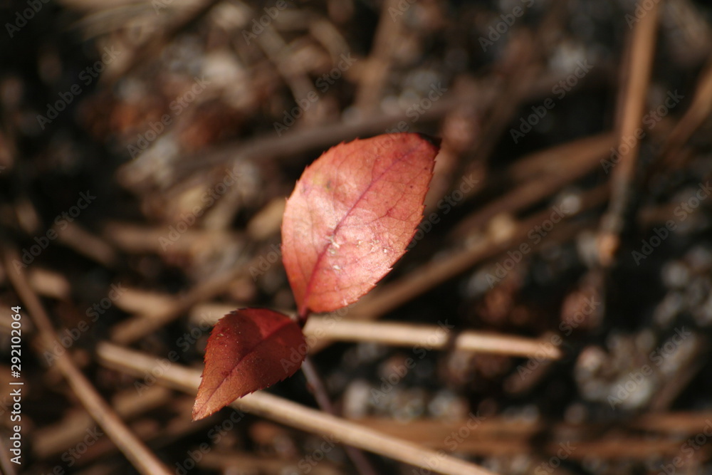 autumn leaves on green background