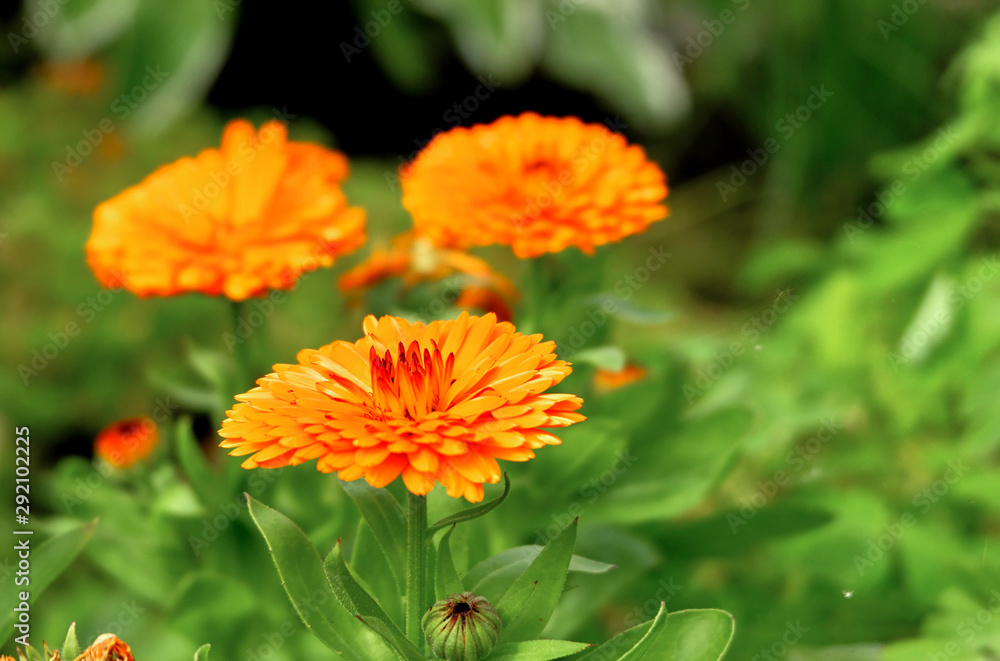 Orange flower Orange flower