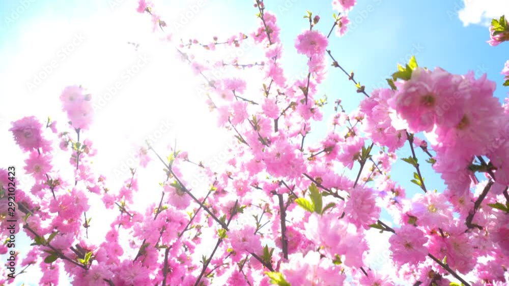 Beautiful nature scene with blooming sakura tree. Cherry spring flowers. Spring blossom pink background Beautiful nature scene with blooming sakura tree. Cherry spring flowers. Spring blossom pink background