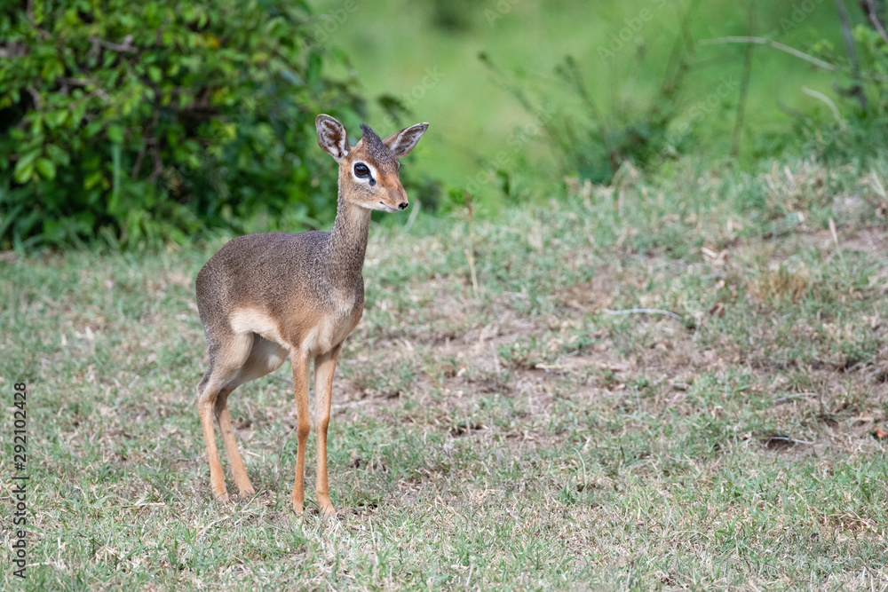 Dik Dik antelope in the Masai Mara national park Dik Dik antelope in the Masai Mara national park