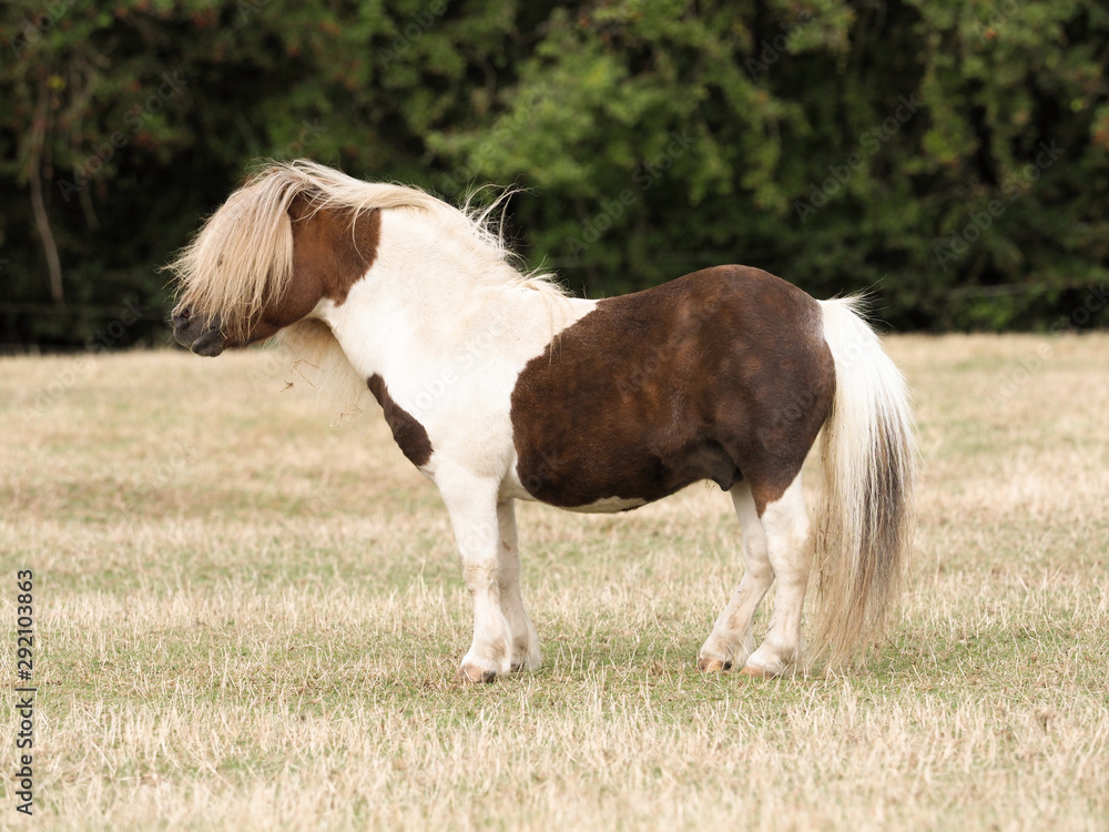 Shetland Pony Stallion.
