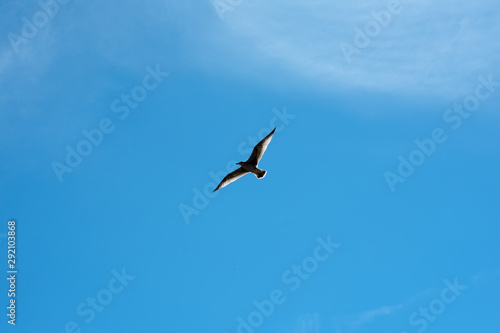 Bird on the sky background