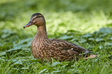 Female wild duck in the grass