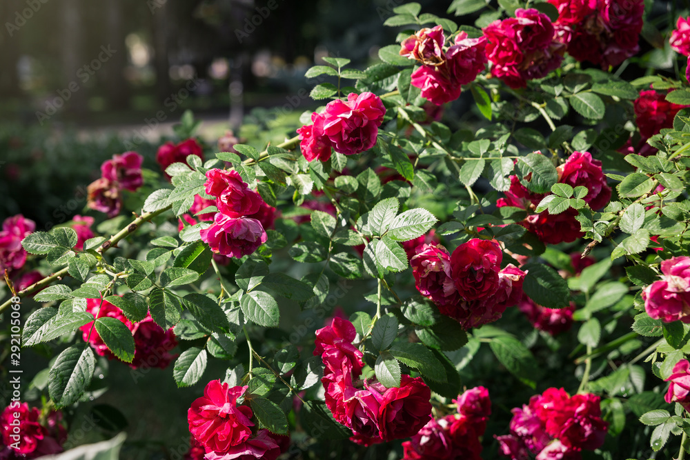The texture of the bush is red roses or wild rose, vegetable background.