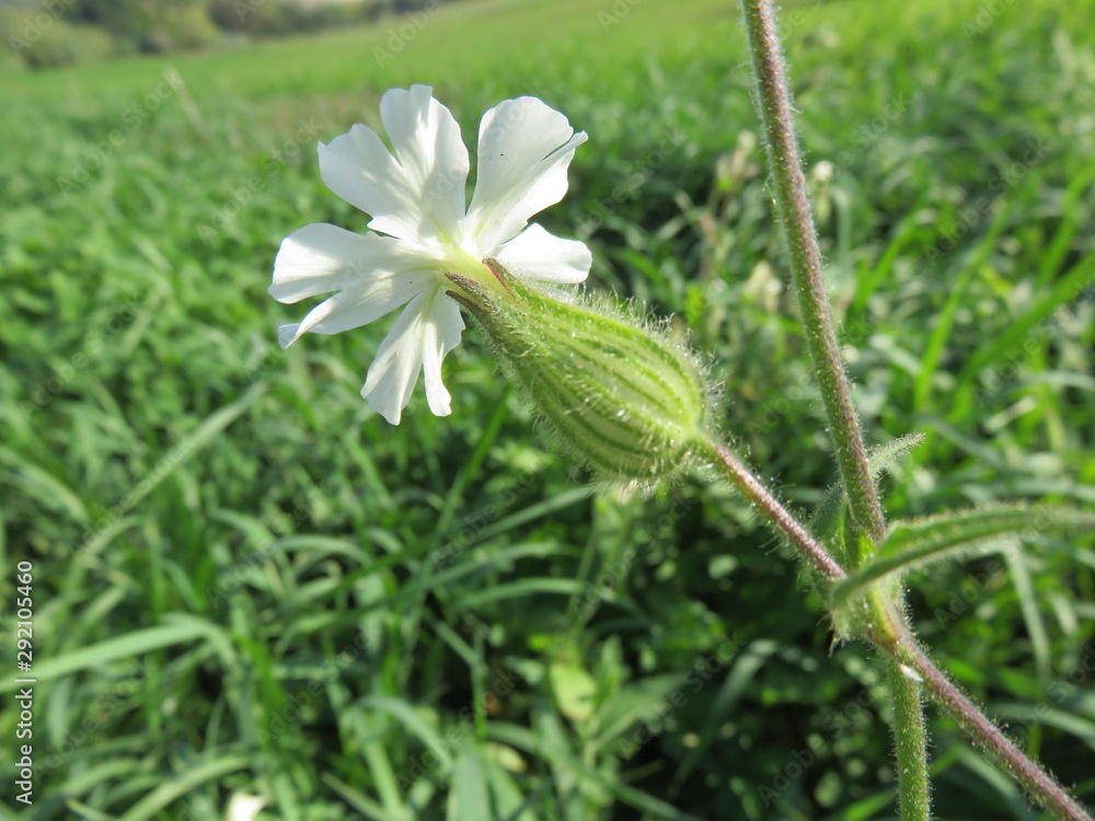 Fiore selvatico