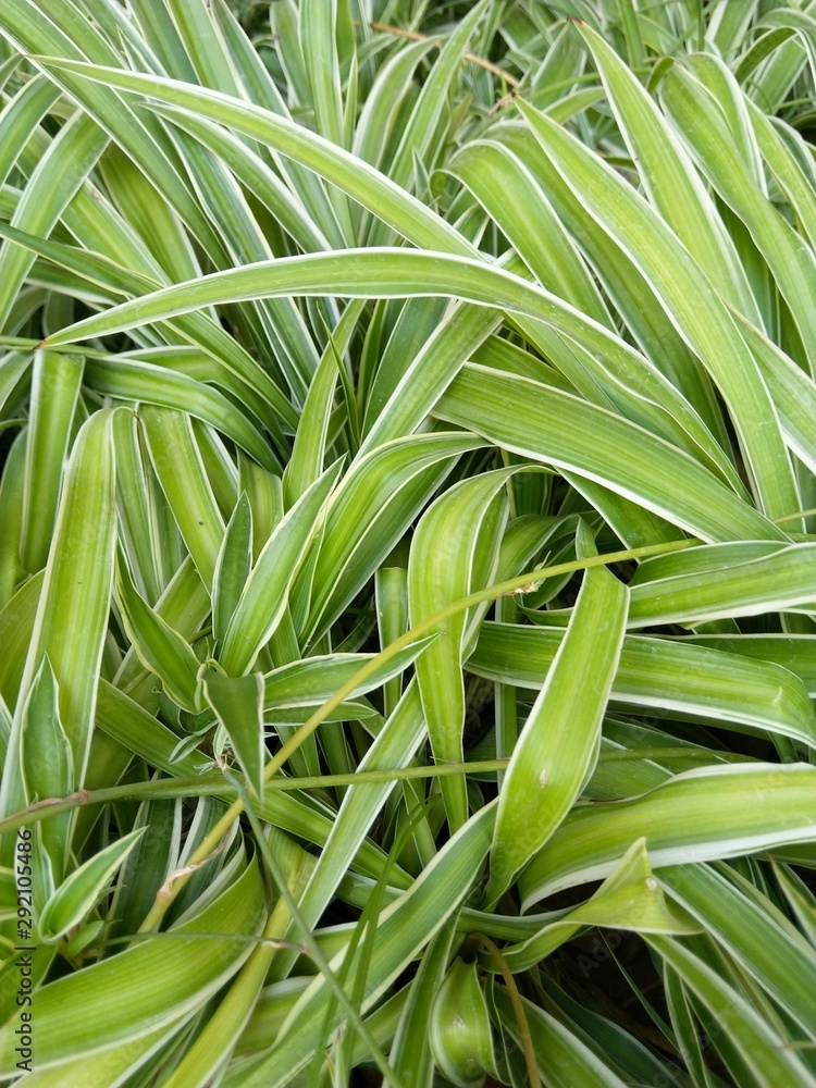 Obraz premium green leaves of plant