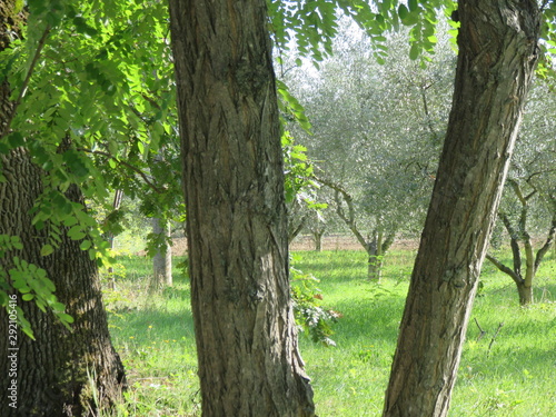 Paesaggio naturale #292105416