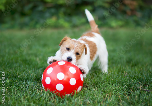 Active happy playful jack russell pet dog puppy playing football