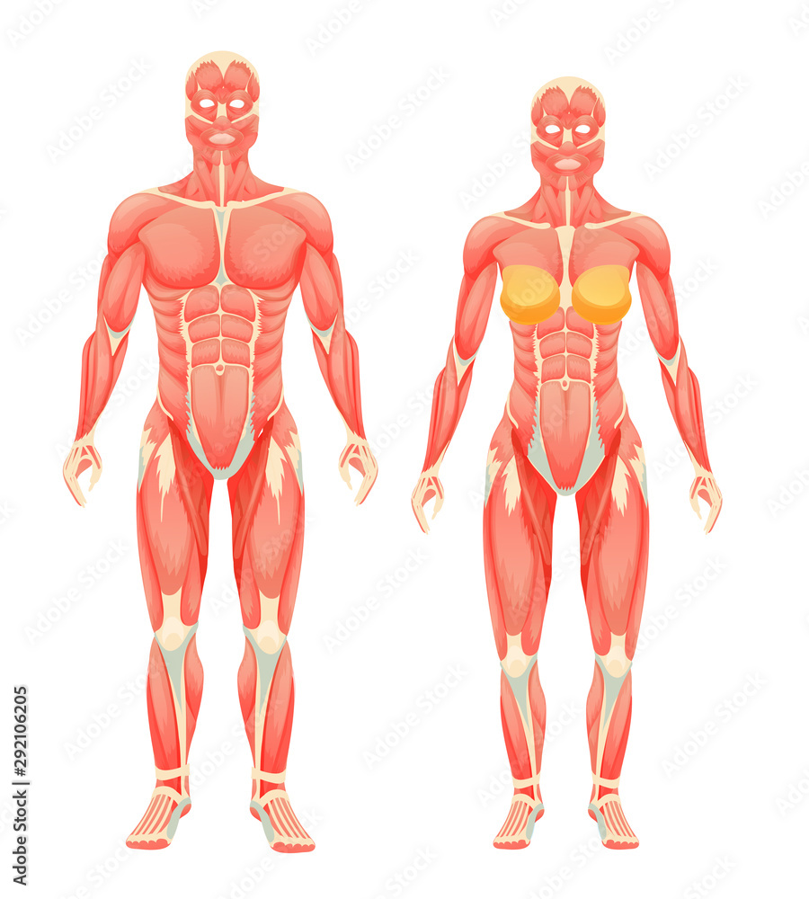 Human body anatomy man and woman. Female and male human muscular people,  type of muscle system with muscles and ligaments cartoon vector  illustration Stock Vector | Adobe Stock