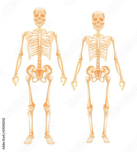 Human skeletal system man and woman. Female and male human body. Detailed biological system of the human body in full growth. Vector cartoon illustration