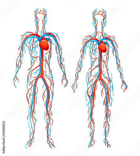 Human circulatory system. Blood arteries, vein structure, bloodstream. Structure of human cardiovascular, body vascular, blood vessels, lung arteries, circulation sanguine venous system vector