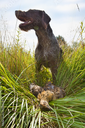 hunting dog found in the grass downed grouse