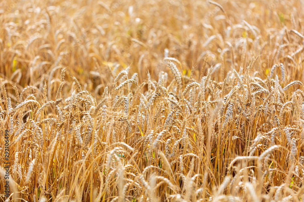 Ripe ears of wheat grow on the nature Ripe ears of wheat grow on the nature