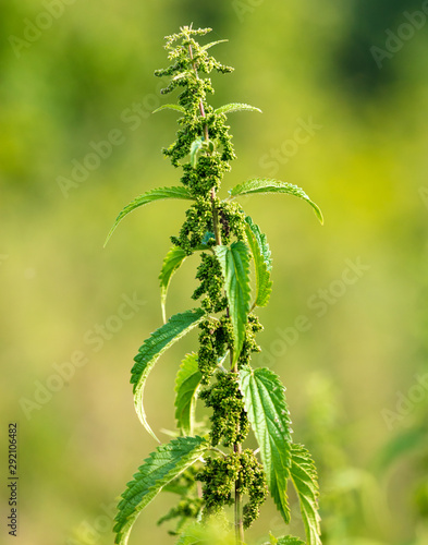 Seeds on the nettle in nature