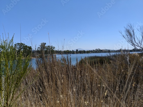 reeds in lake