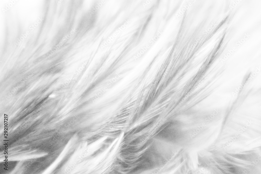 Beautiful closeup textures abstract colorful gray and white feathers and light gray pattern feather wallpaper and background