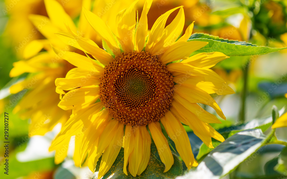 Obraz premium Sunflowers grow in the field