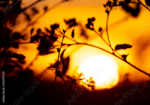 Plants in the field at sunset