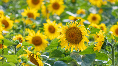 Sunflowers grow in the field