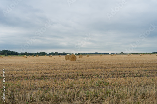Haystack harvest agriculture field landscape. Agriculture field. Rolled haystack. A large round bale of dried hay in the field