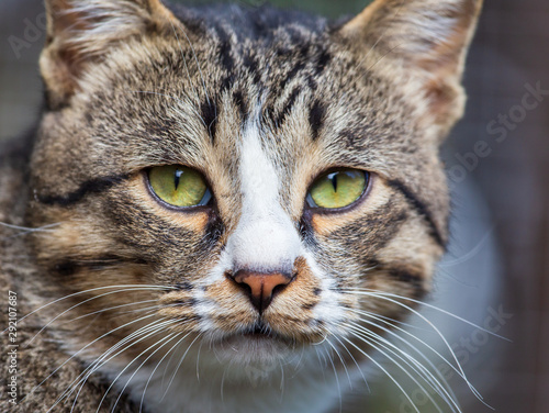 Portrait of a cat in nature