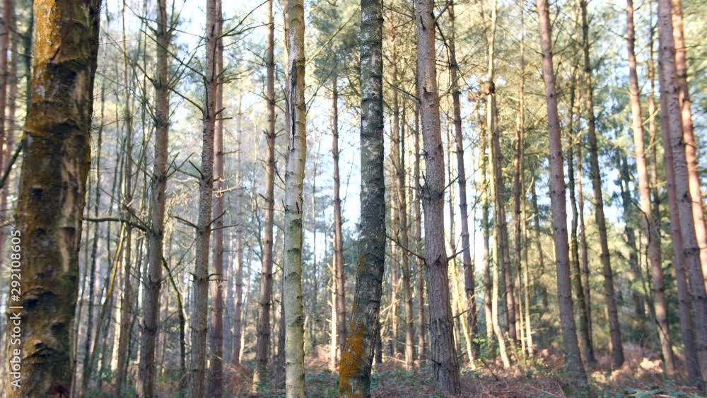 4K Pine forest trees with sun flare coming through forest , dolly wild tree woods 4K Pine forest trees with sun flare coming through forest , dolly wild tree woods