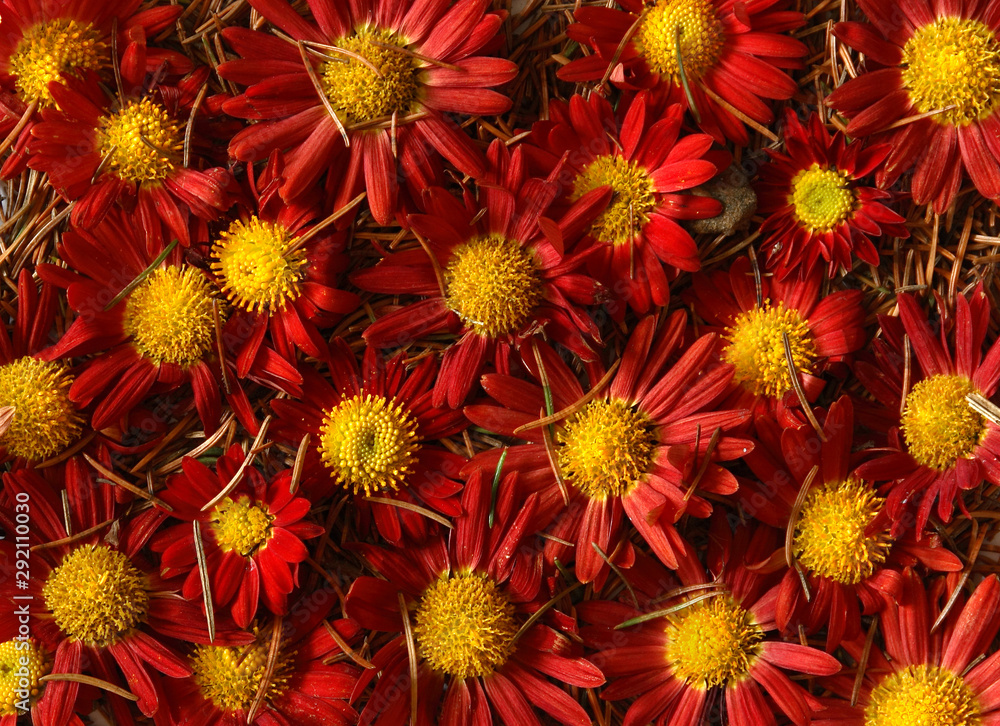 Background of red and orange flowers and pine needles Background of red and orange flowers and pine needles