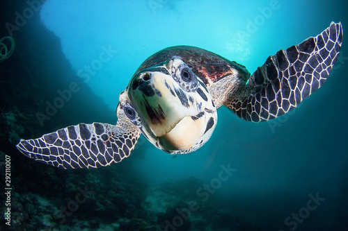 Friendly turtle © nakielphoto
