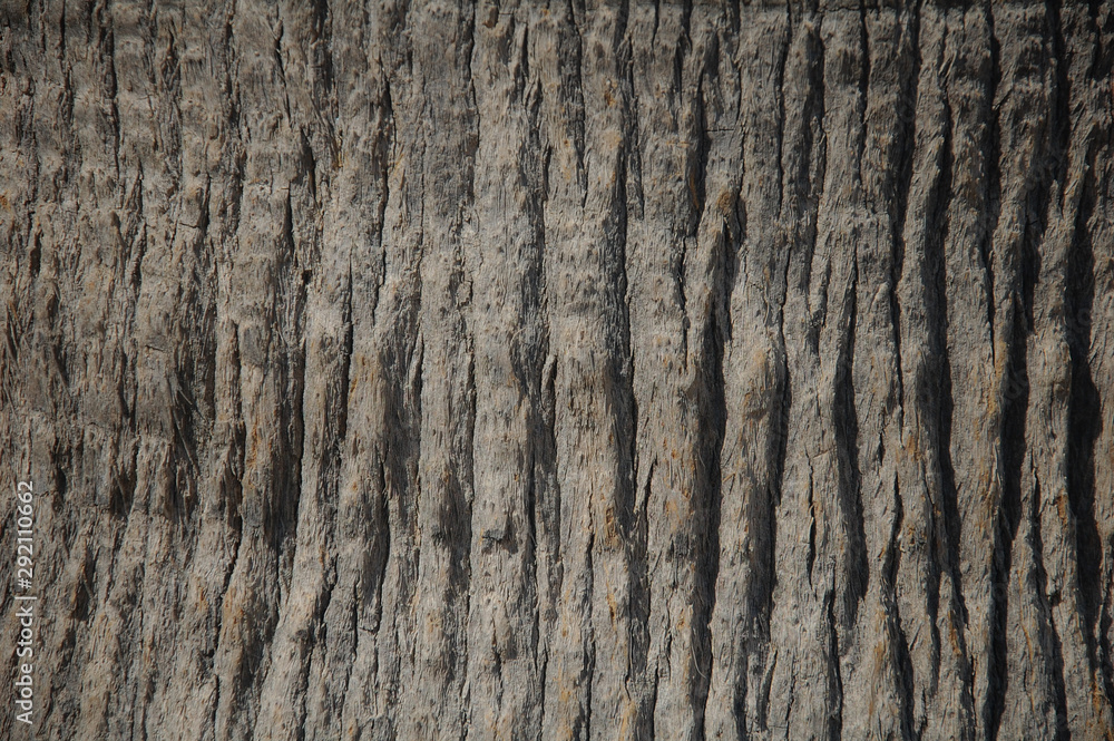 background texture of palm tree bark