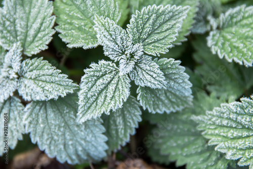 first frost on green nettle mint leaves, view rom above