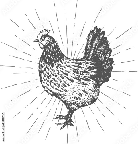 Fotografie, Tablou Hand drawn hen. Vector illustrations.