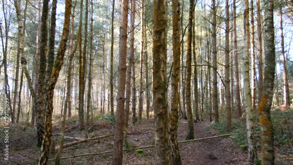 4K Pine forest trees with sun flare coming through forest , dolly wild tree woods in UK England, winter 4K Pine forest trees with sun flare coming through forest , dolly wild tree woods in UK England, winter