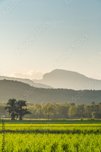 Beautiful Sunset on rice field and Tiger head mountain in harvest season in Chiangmai,Thailand