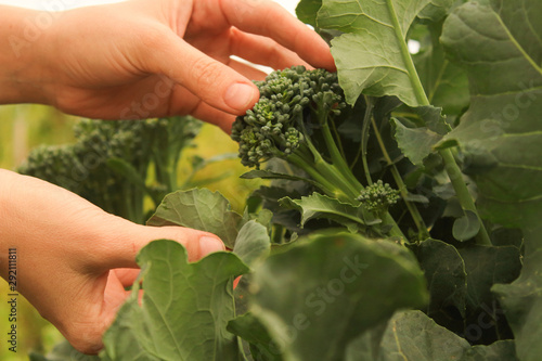 young woman's hands cutting broccoli in the garden