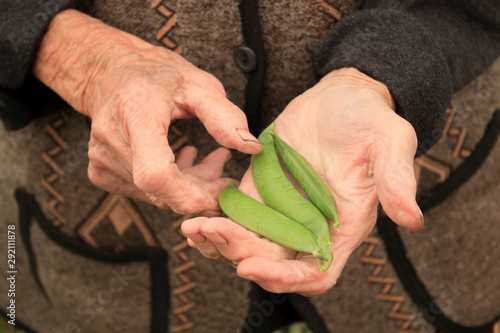 elderly woman's hand harvest pea