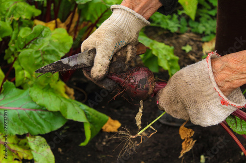 elderly woman harving beets in the garden