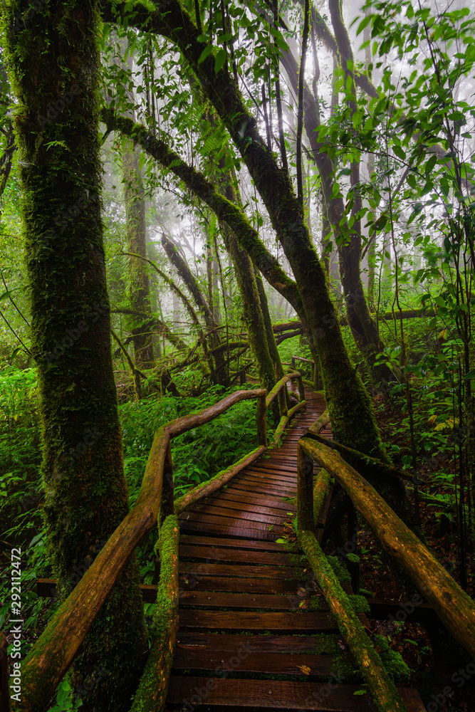 Ang Ka Natur Trail, Doi Inthanon National Park, Thailand Ang Ka Natur Trail, Doi Inthanon National Park, Thailand