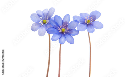 Hepatica nobilis