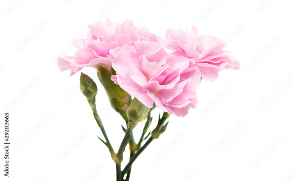 pink carnation flower isolated