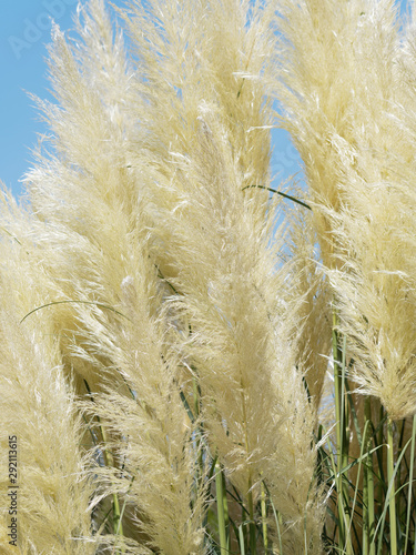  Cortaderia selloana  Inflorescence en forme de plumets de l Herbe de la pampa ou roseau    plumes