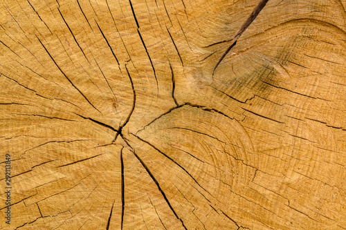 Natural wooden texture for the background. Cross section