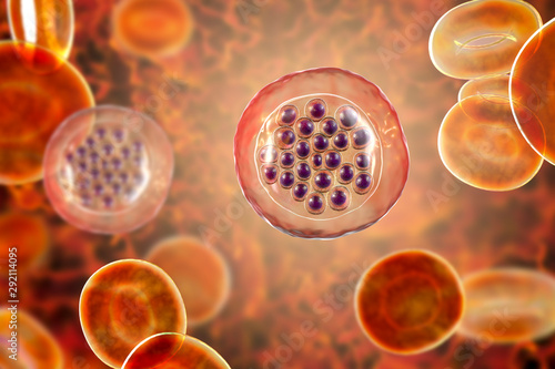 The malaria-infected red blood cells. 3D illustration showing malaria parasite Plasmodium falciparum in schizont stage inside red blood cells, the causative agent of tropical malaria photo