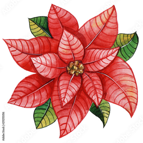 Watercolor handpainted poinsettia red flower. Isolated on white. Best for christmas design  greeting cards  wrapping paper  invitation  wallpaper  textile  new year decoration.