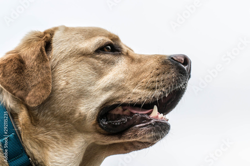 Retrato de un perro mirando al horizonte